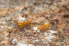 Plagiolepis flavescens