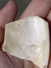 Macrocallista