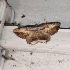 Menophra subplagiata