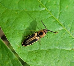 Megapenthes limbalis