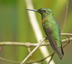 Heliodoxa aurescens