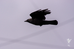Corvus monedula
