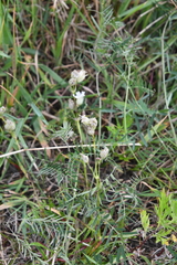 Silene paucifolia