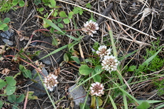 Trifolium repens