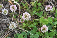 Trifolium repens