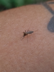 Aedes scapularis