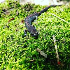 Pseudoeurycea leprosa