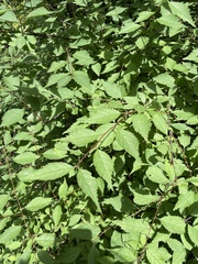 Prunus triloba
