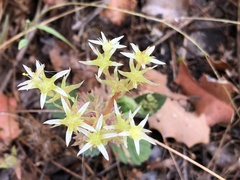 Sedum radiatum