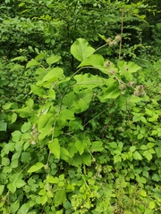 Arctium nemorosum