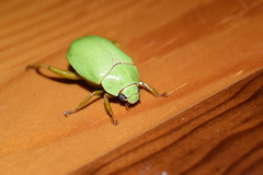 Macropoidelimus mniszechi