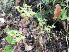 Sedum radiatum