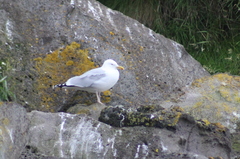 Larus argentatus argentatus