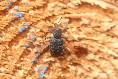 Niphades variegatus