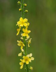 Agrimonia eupatoria