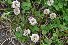 Trifolium repens