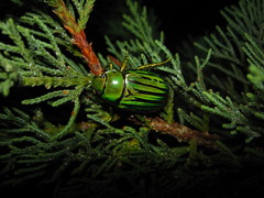 Chrysina gloriosa