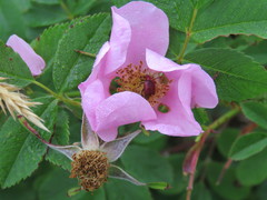 Merhynchites bicolor