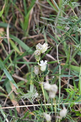 Silene paucifolia