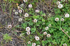 Trifolium repens