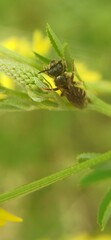 Halictus tumulorum