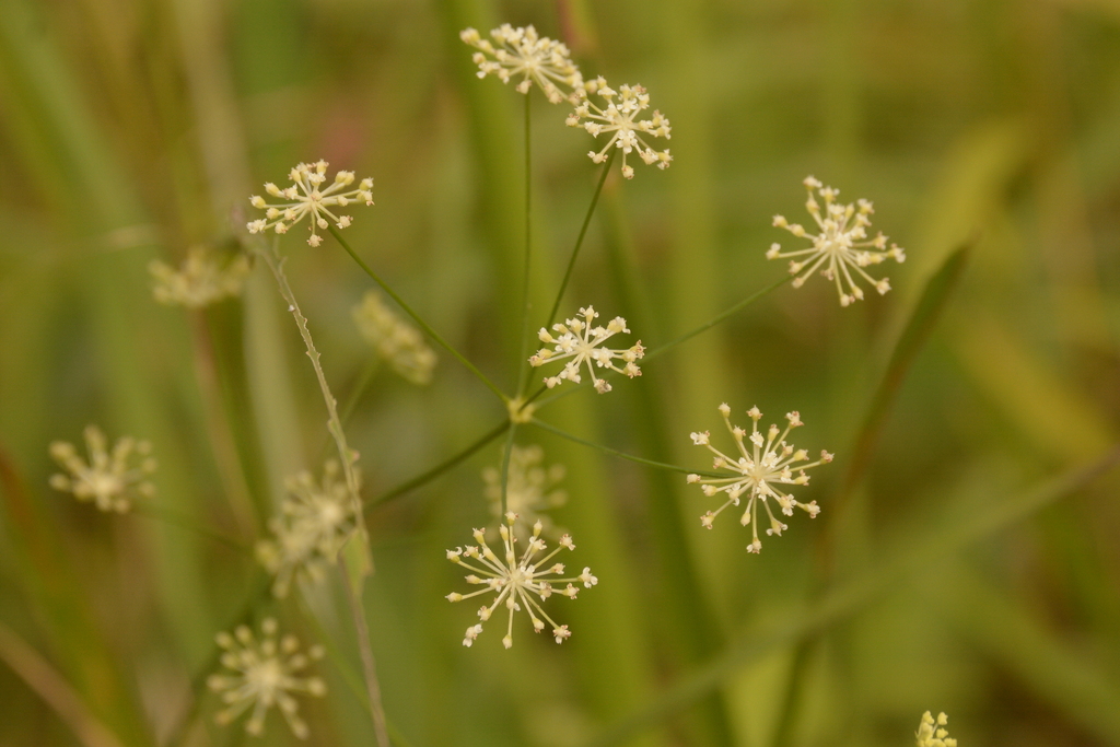 Trachydium cambodgianum