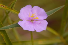 Osbeckia chinensis