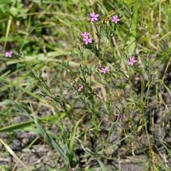 Dianthus armeria