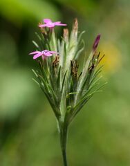 Dianthus armeria