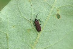 Benibotarus spinicoxis