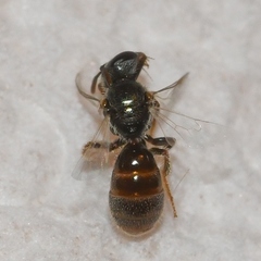 Lasioglossum imitatum