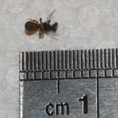Lasioglossum imitatum