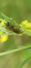 Halictus tumulorum