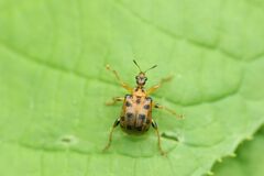 Agomadaranus pardalis