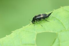 Variimorda flavimana