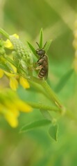 Halictus tumulorum