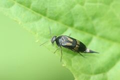 Variimorda flavimana