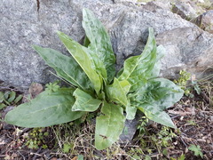 Cynoglossum divaricatum