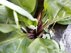 Cynoglossum divaricatum