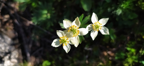 Anemonastrum biarmiense, photograph 2