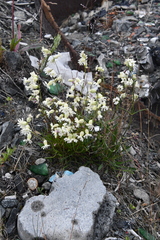 Silene paucifolia