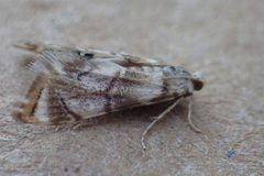 Eoparargyractis plevie