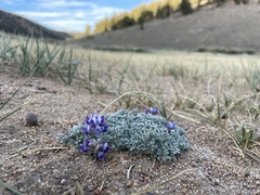 Lupinus breweri bryoides