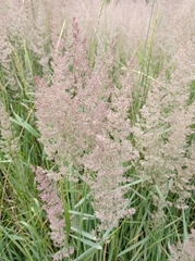 Calamagrostis epigejos