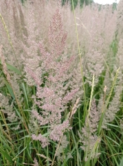 Calamagrostis epigejos
