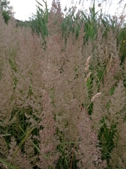Calamagrostis epigejos