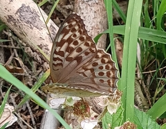 Argynnis paphia