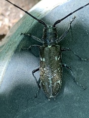 Monochamus carolinensis