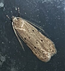Acantholena siccella
