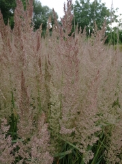 Calamagrostis epigejos